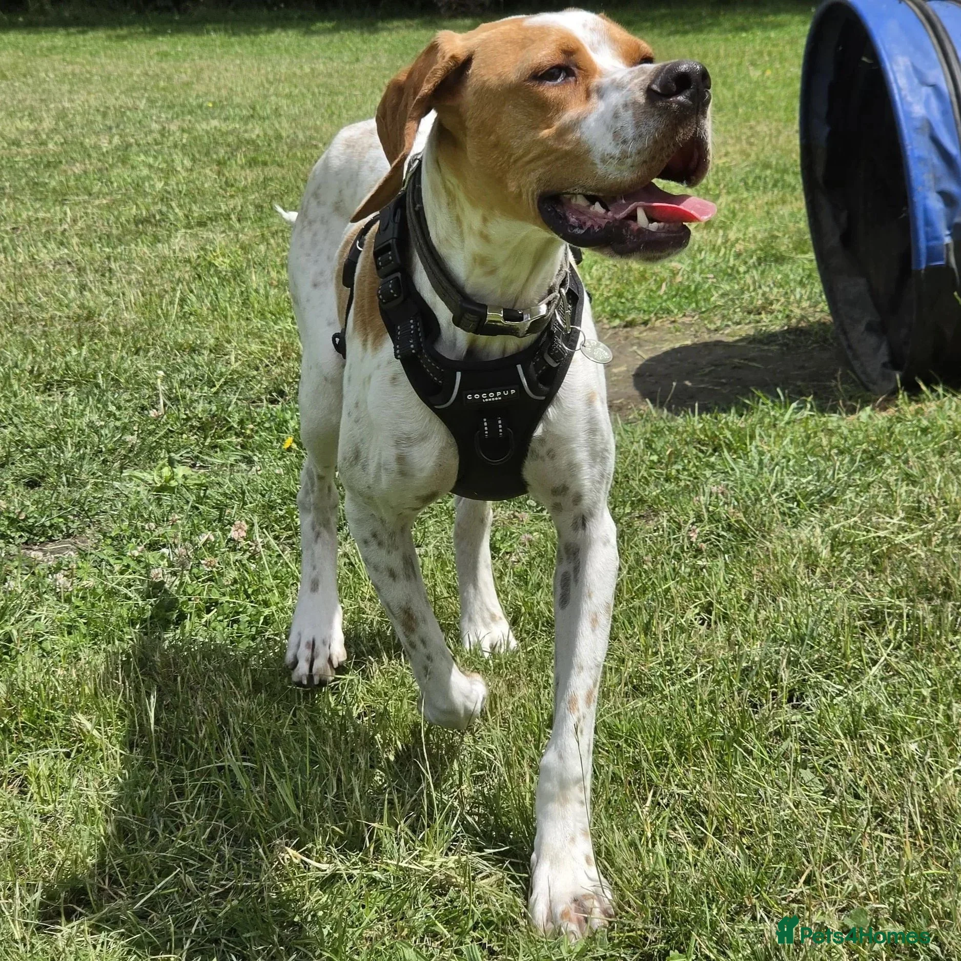 Pointer dogs Remi (English Pointer) - Advert 1