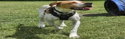 Pointer dogs for adoption: Remi (English Pointer) in Bedford - Advert 1