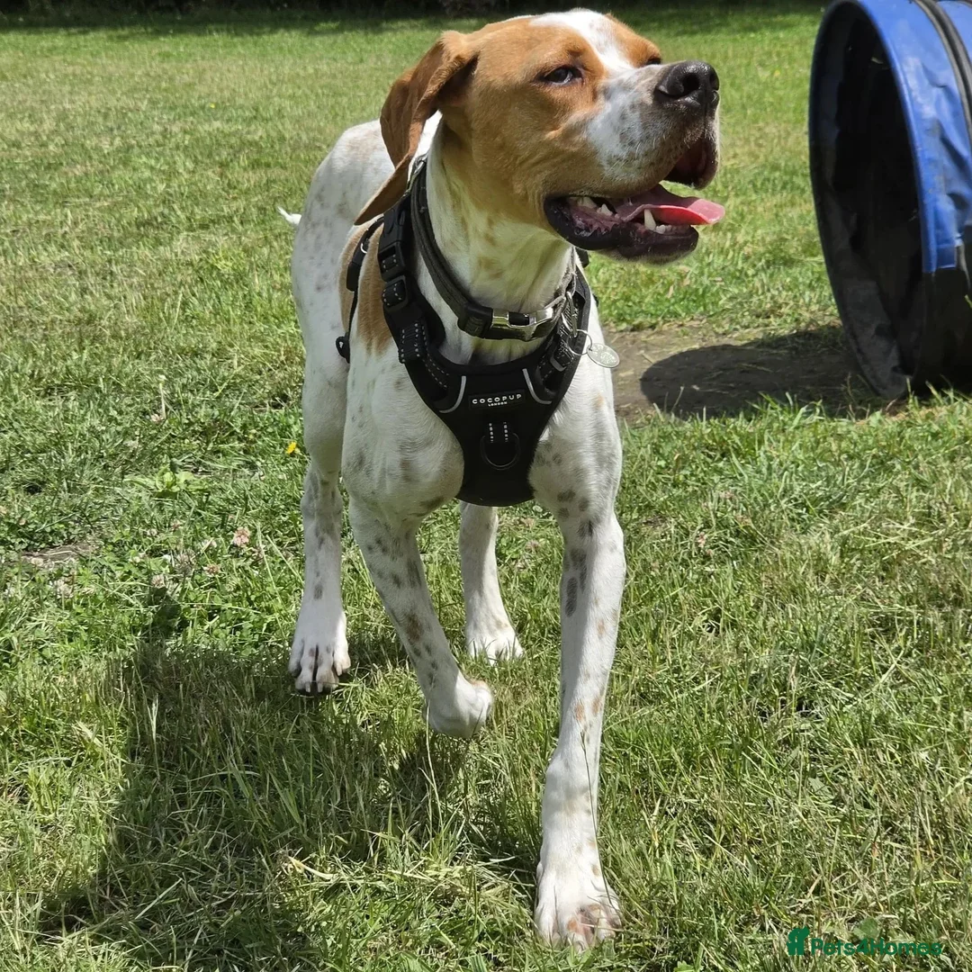 Pointer dogs for adoption: Remi (English Pointer) in Bedford - Advert 1