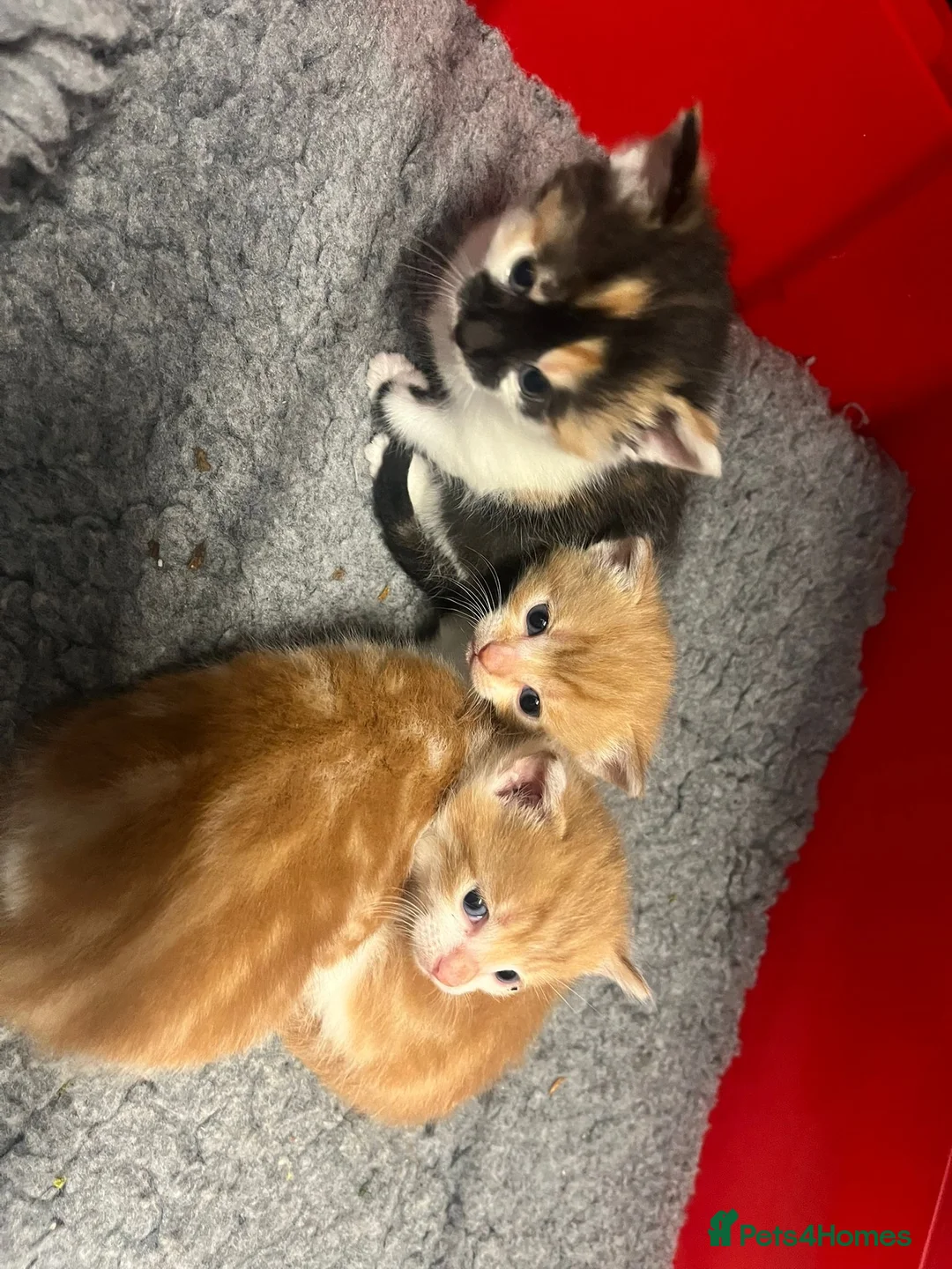 Mixed Breed cats for sale: Lovely kittens  - Advert 3