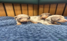 Miniature Dachshund dogs for sale: 5⭐️ licensed breeder - dapple miniaturedachshunds  - Image 8