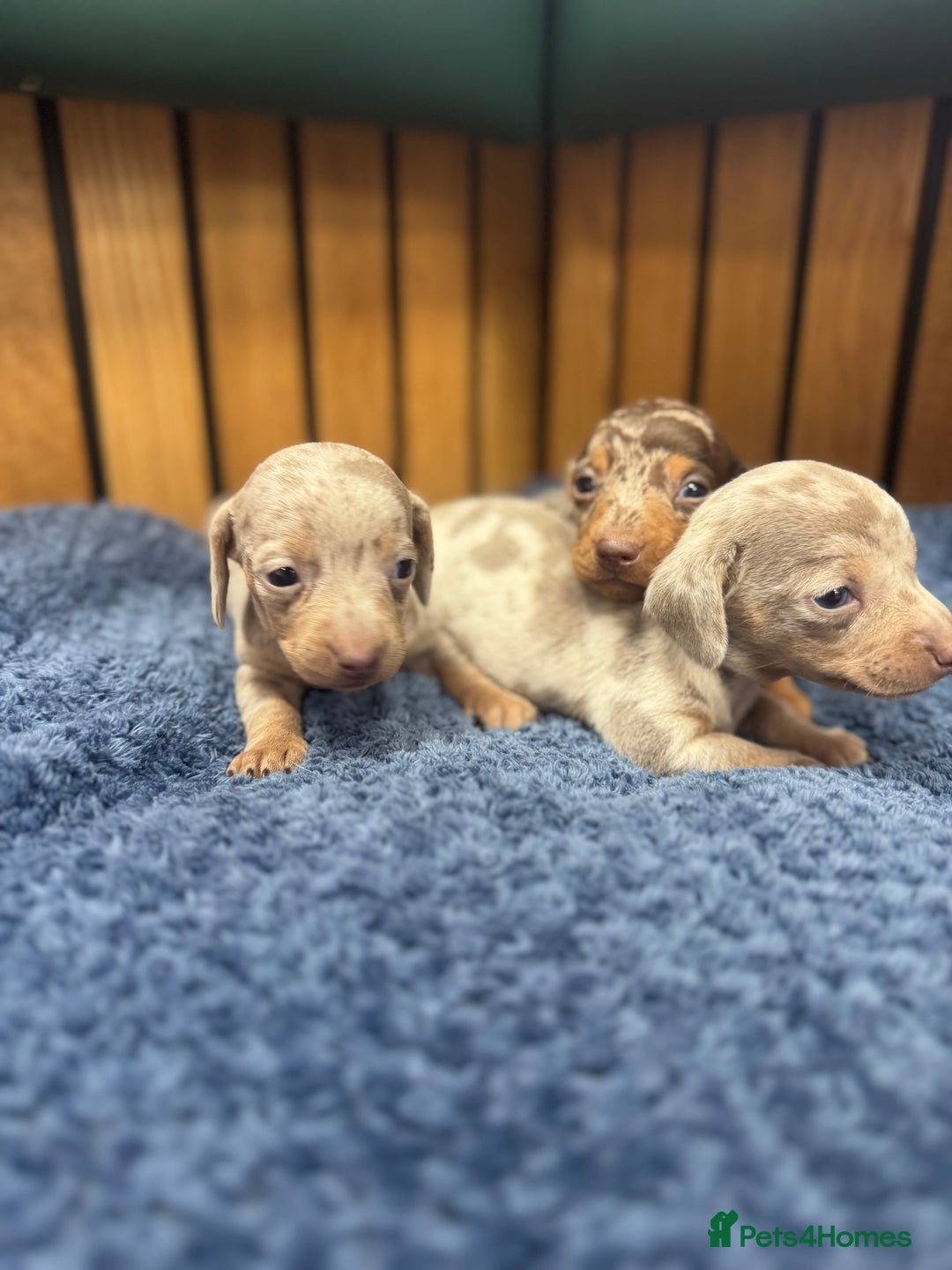 Miniature Dachshund dogs for sale: 5⭐️ licensed breeder - dapple miniaturedachshunds  - Image 8
