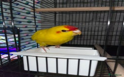 Parakeets birds for sale: Yellow and red male Kakariki  - Image 7