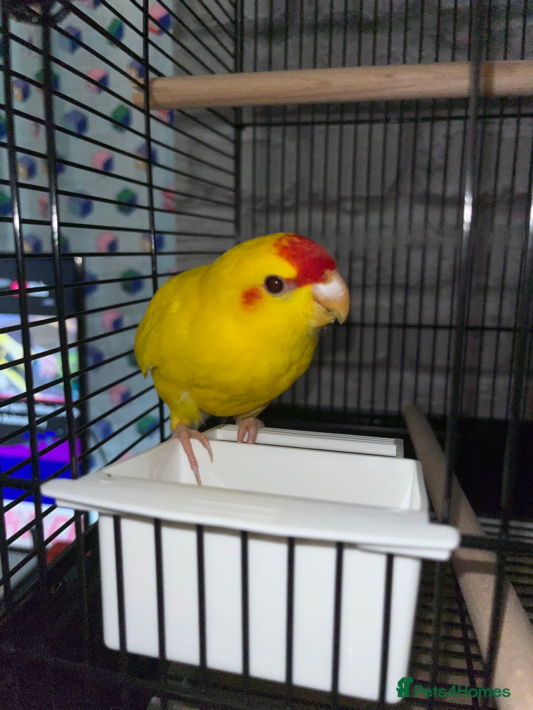 Parakeets birds for sale: Yellow and red male Kakariki  - Image 7