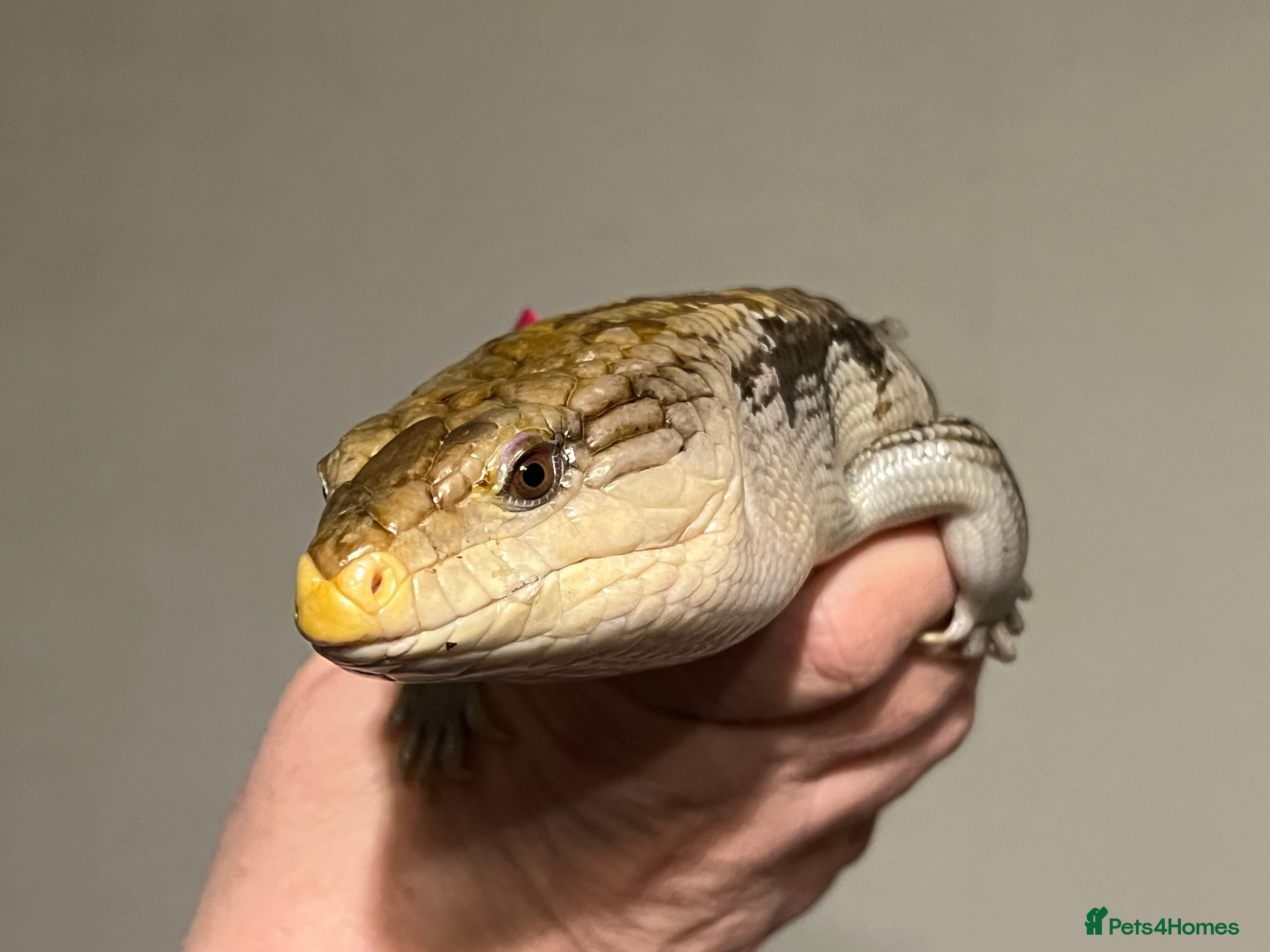 Skink reptiles Blue tongue skink in Tenbury Wells - Advert 1