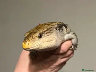 Skink reptiles Blue tongue skink in Tenbury Wells - Advert 1