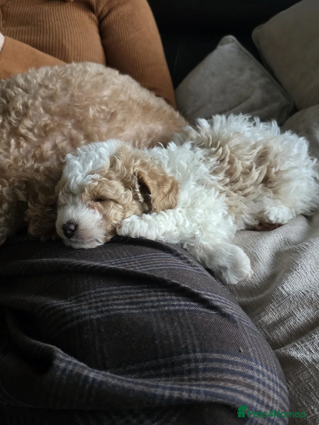 Cavapoo dogs for sale: Beautiful Male Cavapoo Puppy  - Advert 6