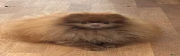 Pomeranian dogs for sale: Chocolate lilac Pomeranian male in Sheffield - Advert 1