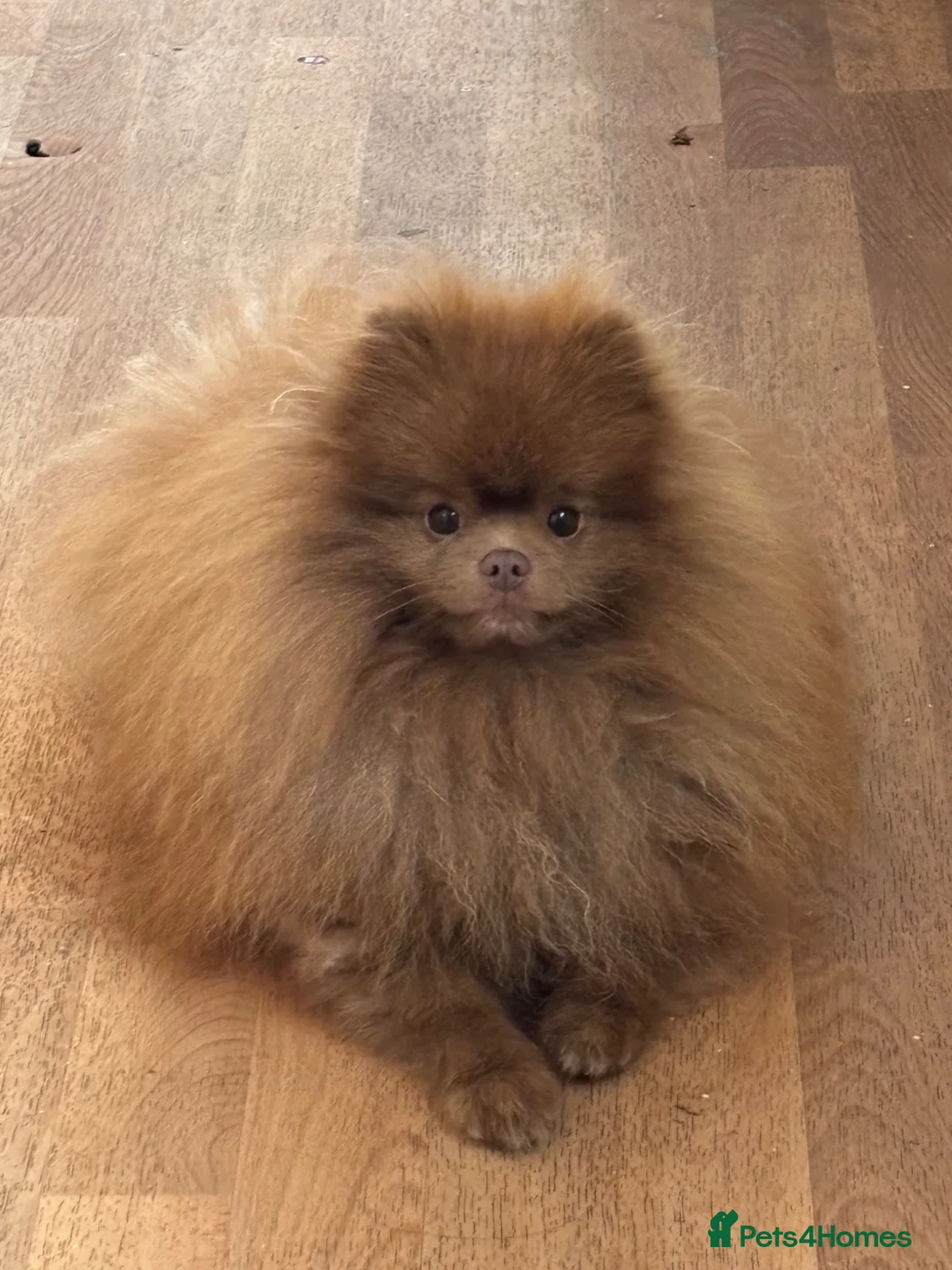 Pomeranian dogs for sale: Chocolate lilac Pomeranian male in Sheffield - Advert 1
