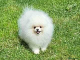 Pomeranian dogs Pomeranian Female - Advert 12