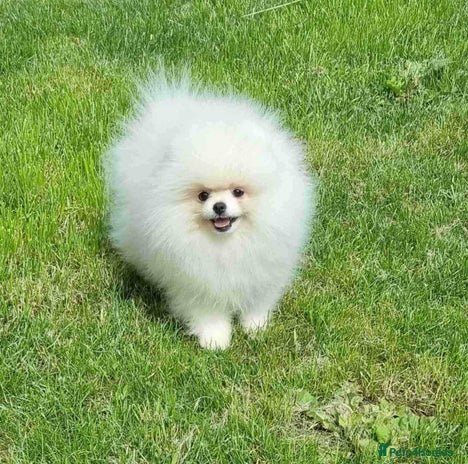 Pomeranian dogs Pomeranian Female - Advert 8