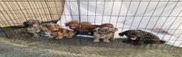 Cockapoo dogs for sale: Cockerpoo pups  - Advert 12