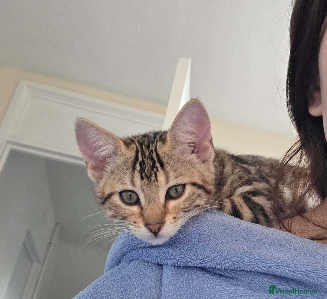 Mixed Breed cats for sale: Bengal cross female kitten - Advert 8