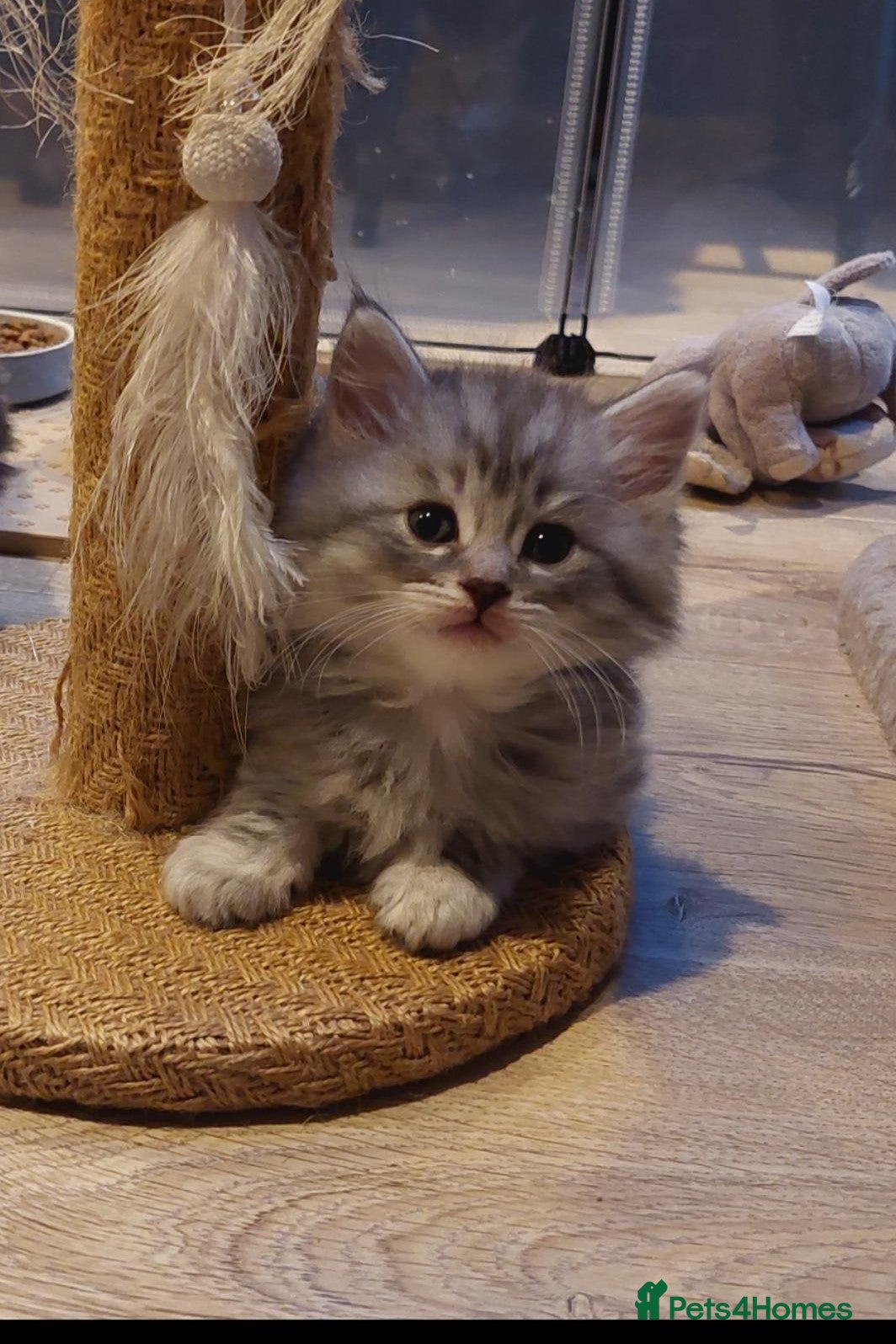Maine Coon cats Maine coon x Bengal x Russian Blue mixed litter - Advert 1