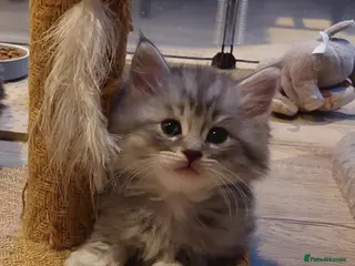 Maine Coon cats Maine coon x Bengal x Russian Blue mixed litter - Advert 5