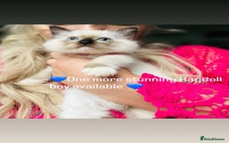 Ragdoll cats for sale: 💙1 stunning Ragdoll boy available 💙 - Image 3