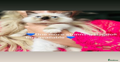 Ragdoll cats - Advert 12