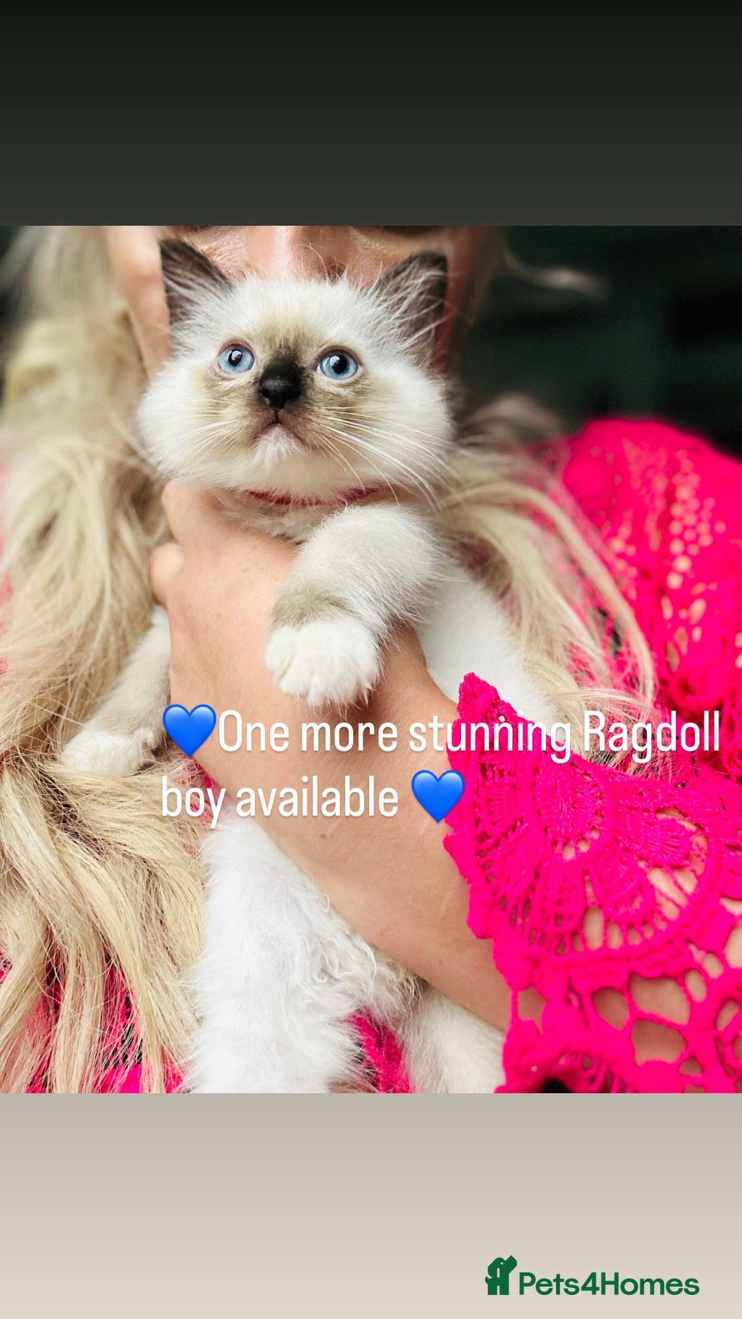 Ragdoll cats for sale: 💙1 stunning Ragdoll boy available 💙 - Image 3