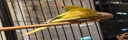 Budgerigars birds for sale: BEAUTIFUL 7-WEEK-OLD BABY BUDGIE male for sale - Advert 4