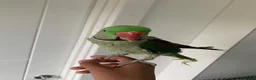 Parrots birds for sale: Tamed Alexandrine Parrot in Manchester - Advert 6