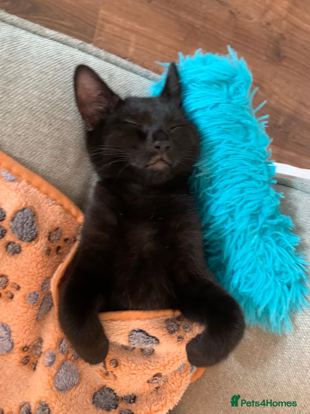 Bombay cats for sale: Kittens - Advert 10