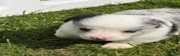 Welsh Corgi Cardigan dogs for sale: Stunning litter of Welsh cardigan corgi puppies  - Advert 9