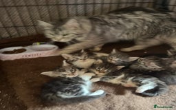Maine Coon cats for sale: Maine coon kittens  - Image 16