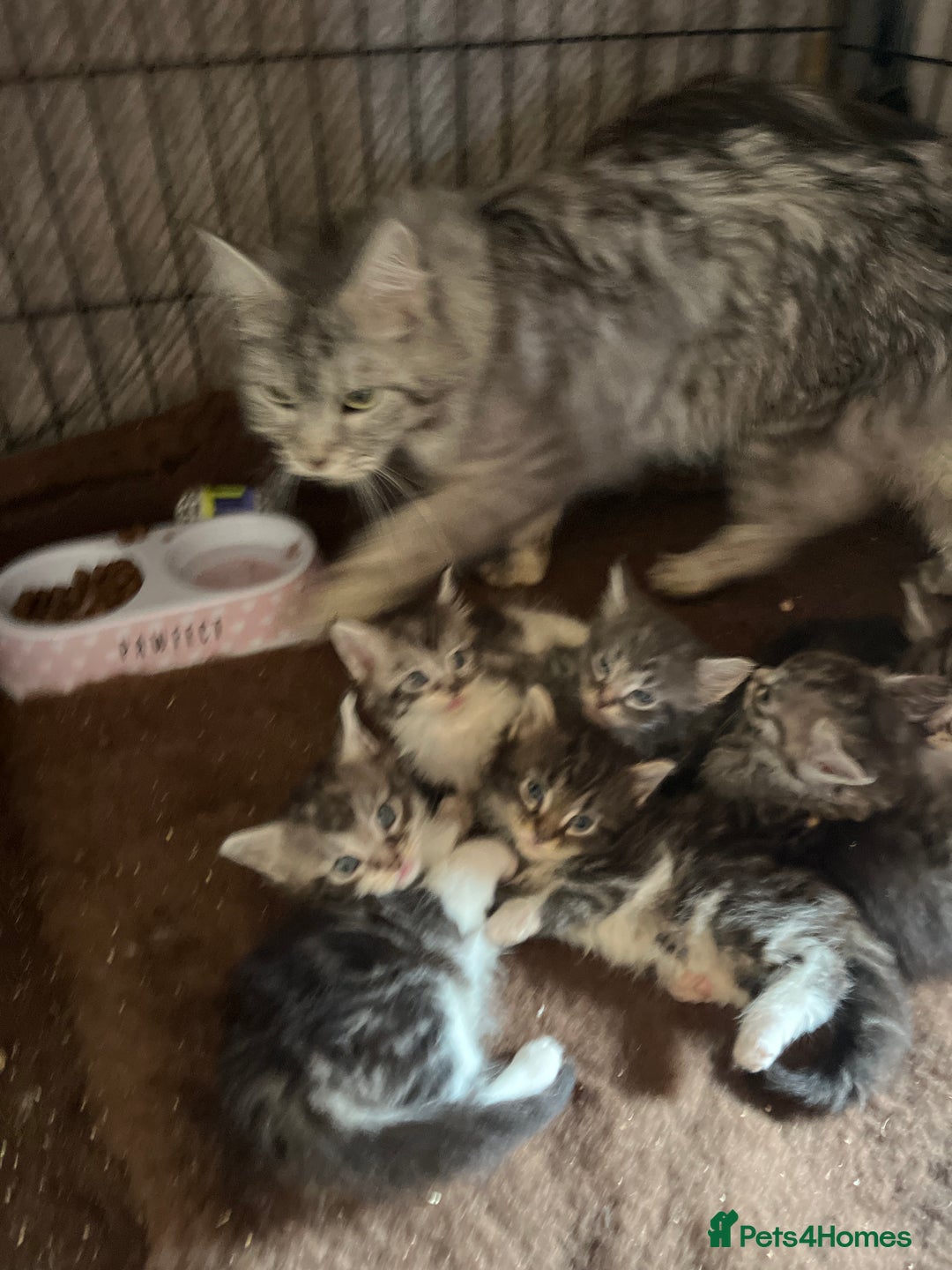 Maine Coon cats for sale: Maine coon kittens  - Image 16