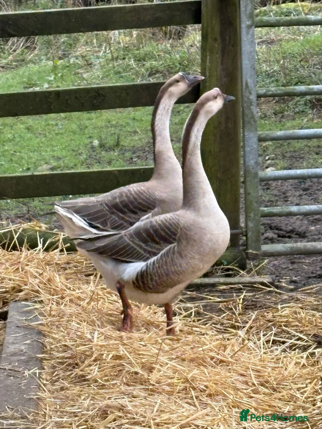 Geese poultry for sale: Chinese Geese Female Pair in Belper - Advert 2