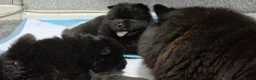 Chow Chow dogs for sale: Kc registered violet chow chows  - Advert 10