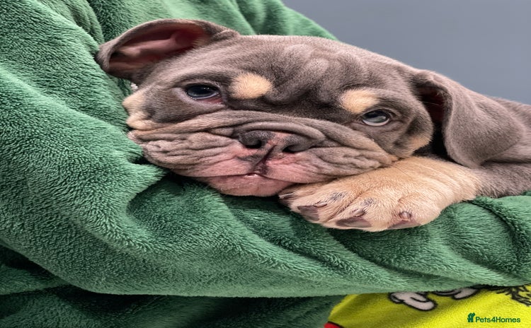 English Bulldog dogs - Advert 5