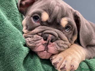 English Bulldog dogs - Advert 6