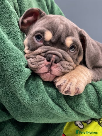 English Bulldog dogs - Advert 1
