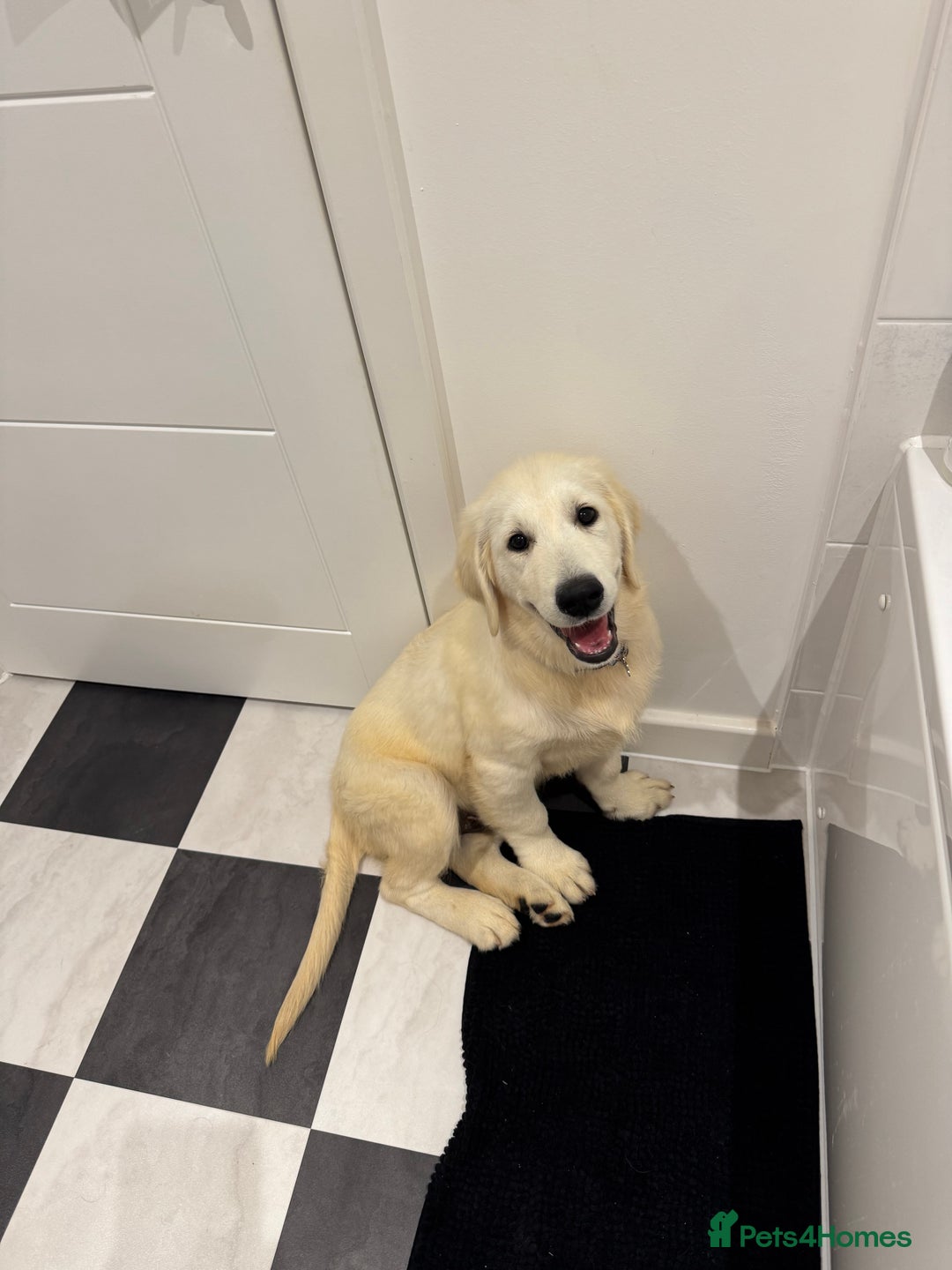 Golden Retriever dogs for sale: Golden Retriever  - Advert 4