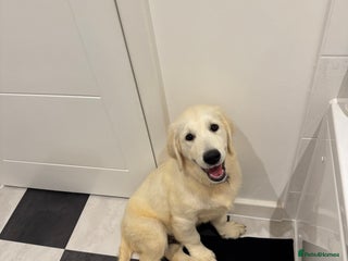 Golden Retriever dogs Golden Retriever - Advert 1