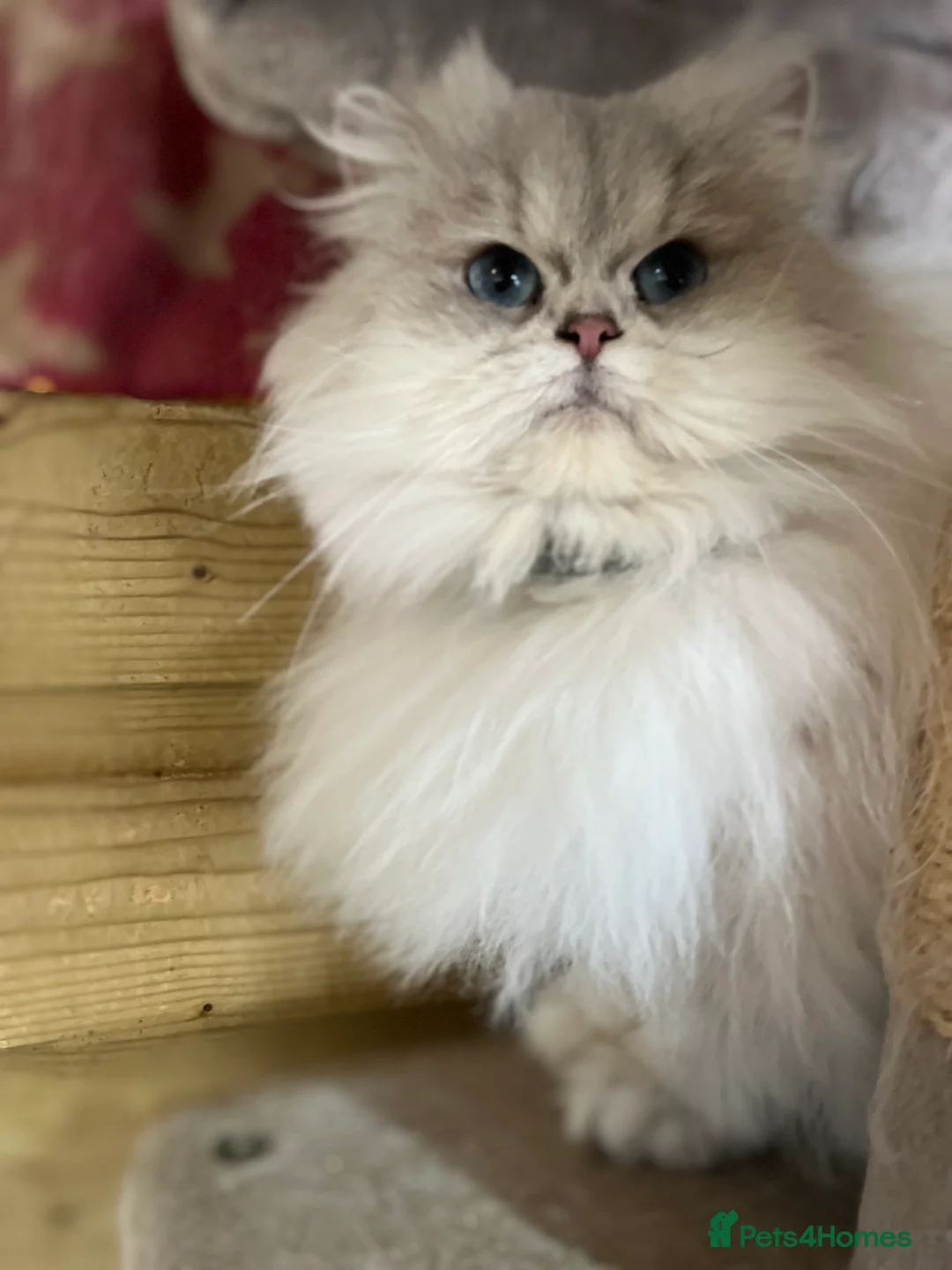 British Longhair cats for sale: Adult female British Longhair - Advert 2