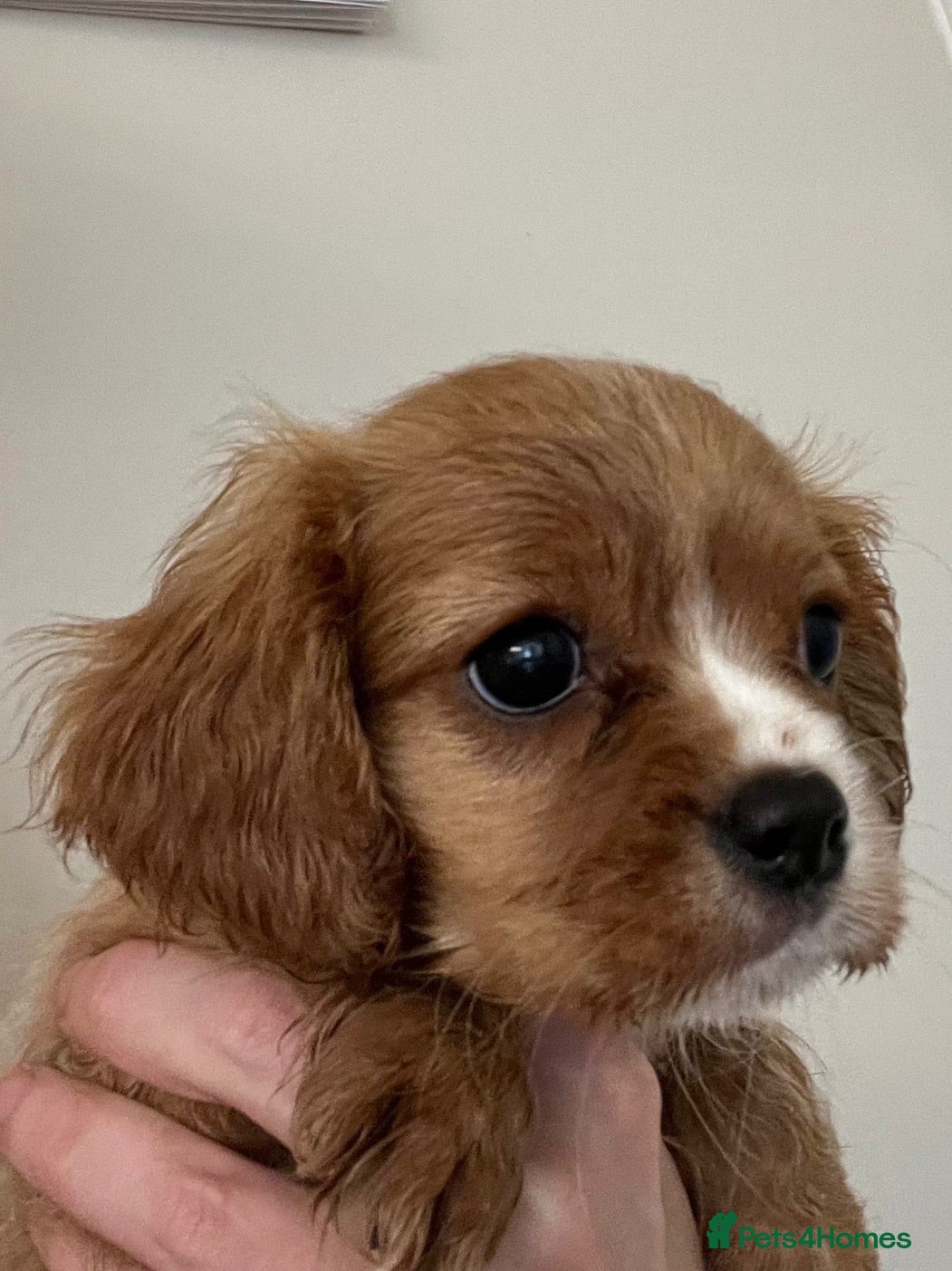 Cavalier King Charles Spaniel dogs Beautiful Cavalier King Charles Spaniel Puppies - Advert 1