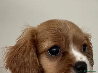Cavalier King Charles Spaniel dogs Beautiful Cavalier King Charles Spaniel Puppies - Advert 1