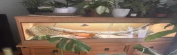 Bearded Dragon reptiles for sale: Female bearded dragon for sale  in Peterborough - Advert 9