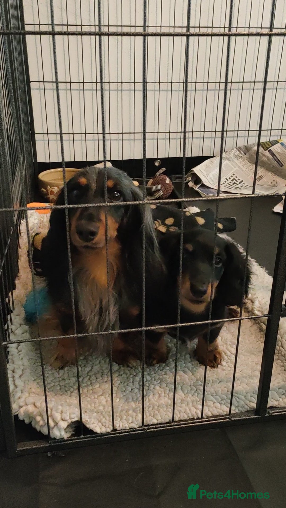 Miniature Dachshund dogs for sale: Handsome quality long haired male available  - Image 13