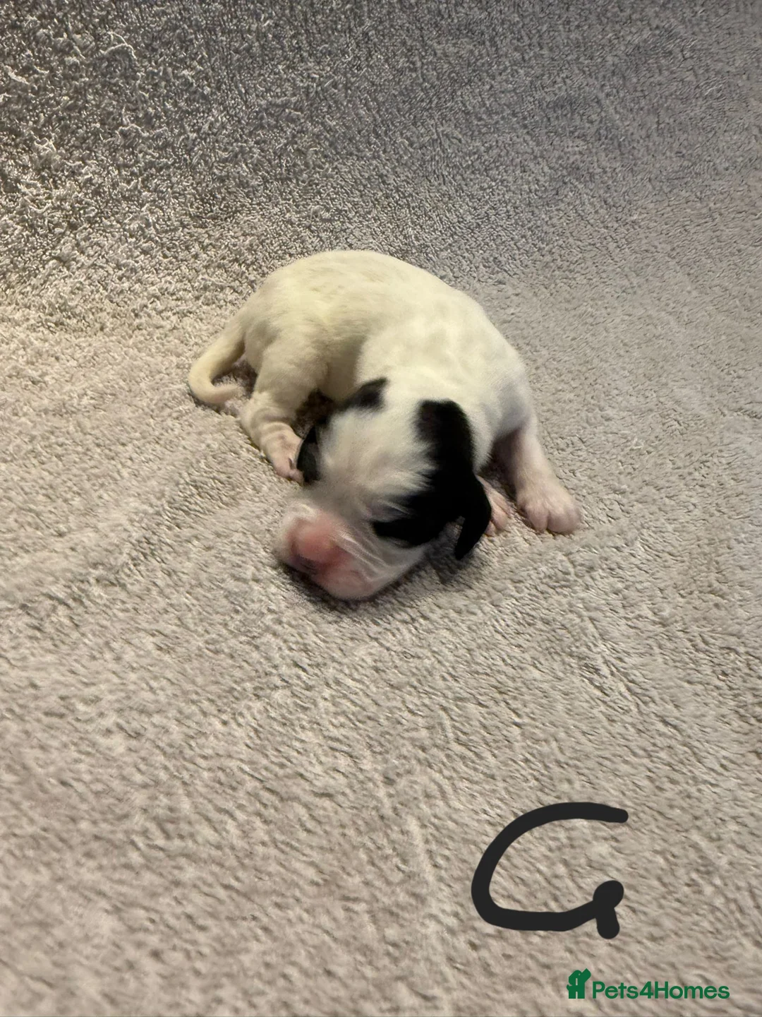 Mixed Breed dogs for sale: Adorable Boxer x Cocker Spaniel puppies 🐶 - Advert 4