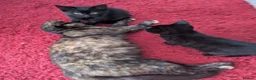 Mixed Breed cats for sale: 4 lovely kittens - Advert 10