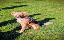 Mixed Breed dogs for adoption: Sweet Nathan Is looking for Love  - Image 6