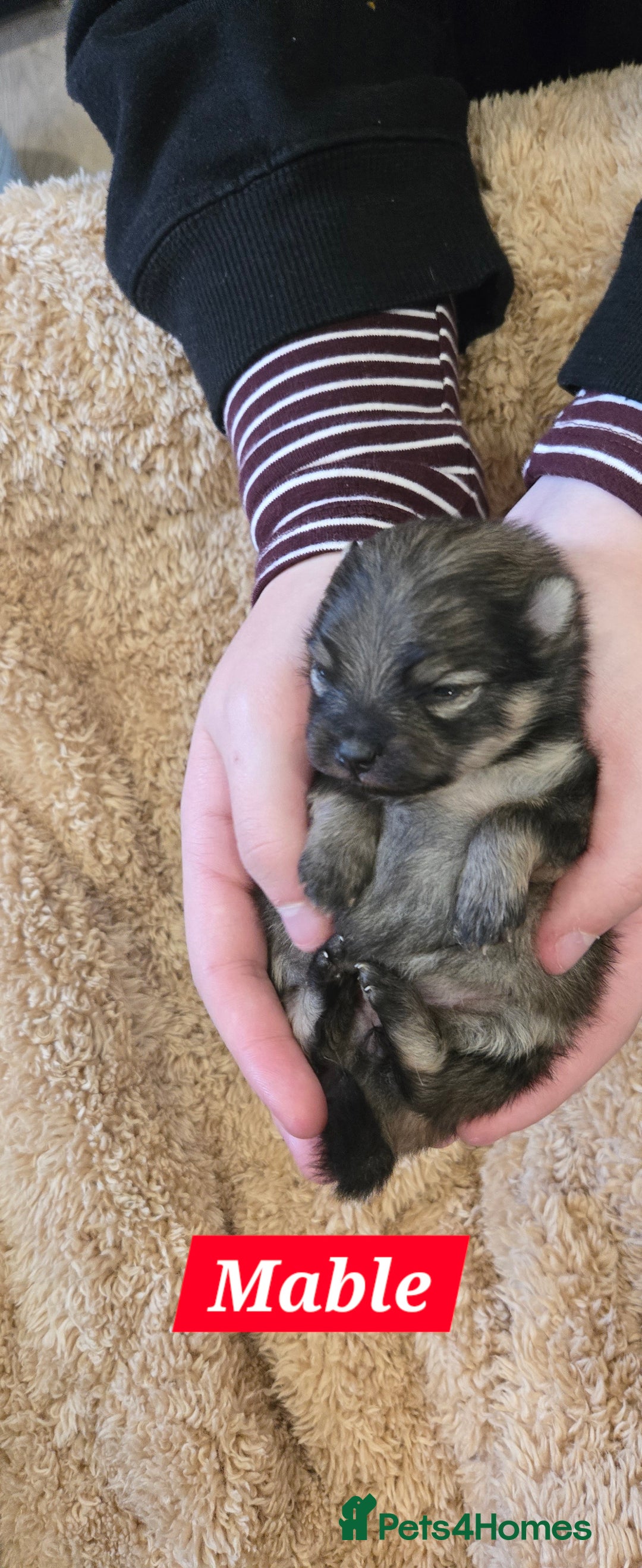 Pomeranian dogs for sale: Pretty Pomeranians  - Advert 6