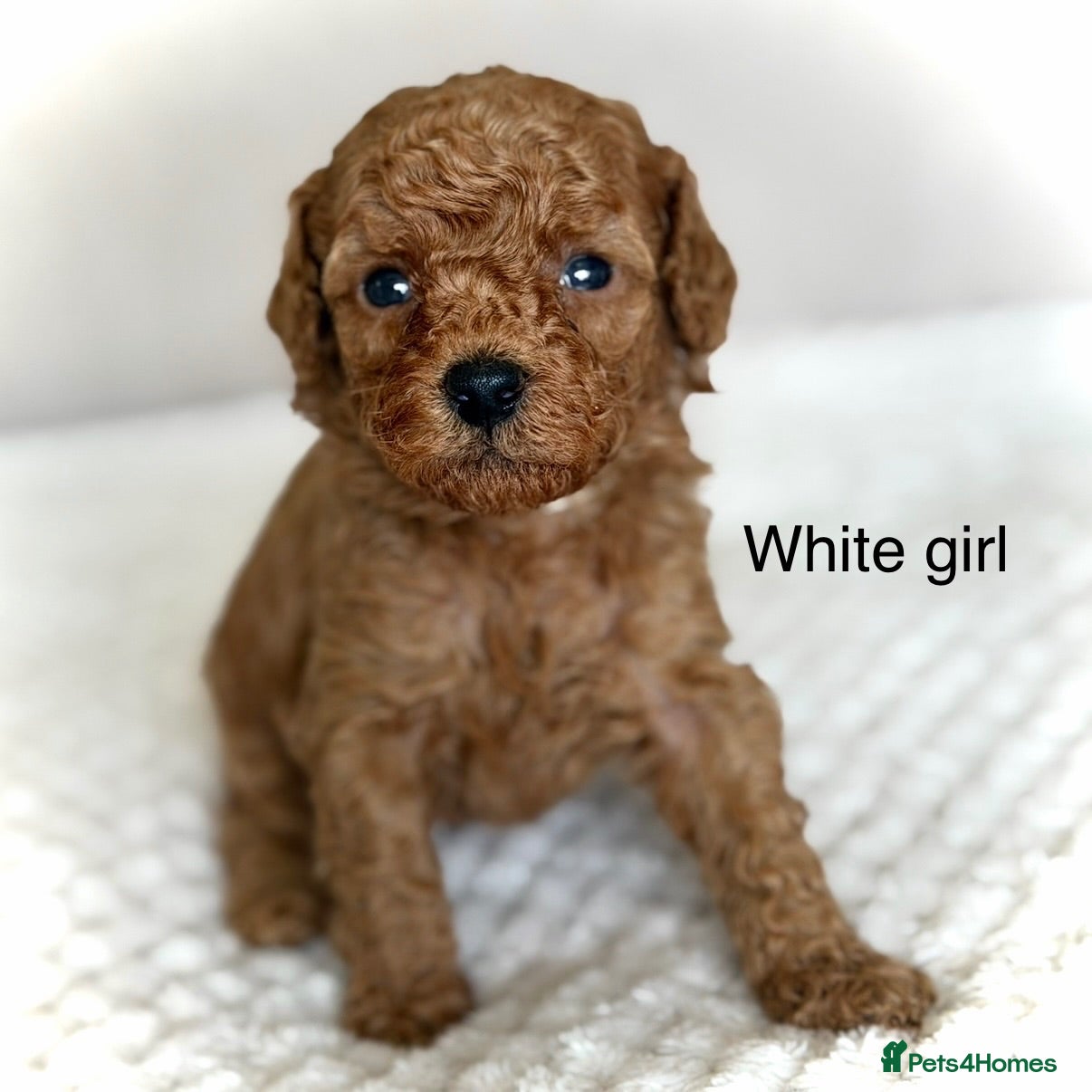 Cockapoo dogs RED TOY COCKAPOO’S 🧡 - Advert 12