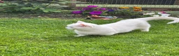 Munchkin cats for sale: 😻❤️ Marshmallow “Baby” ❤️🥰 - Advert 25