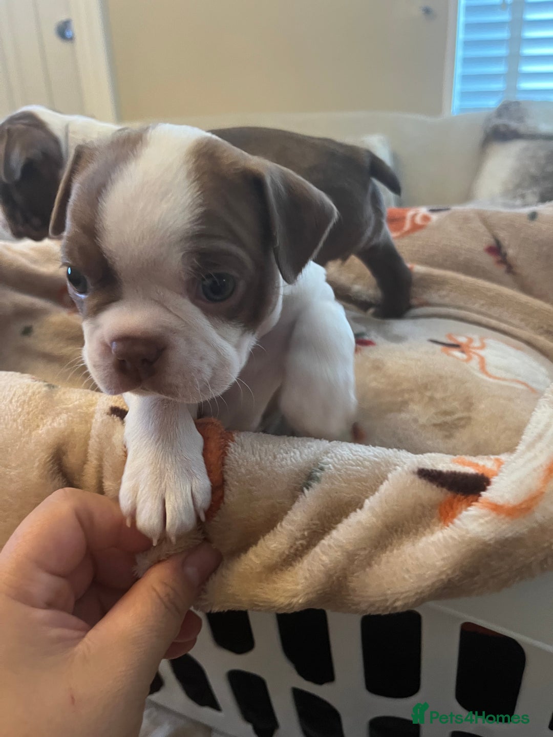 Boston Terrier dogs for sale: Stunning Bostons *1 BEAUTIFUL BOY REMAINING* - Advert 14