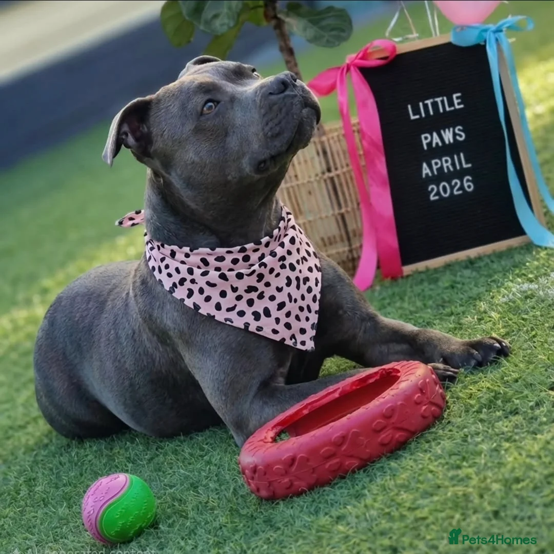 Staffordshire Bull Terrier dogs for sale: Stunning Blue Staffordshire Bull Terrier Puppies  - Advert 1