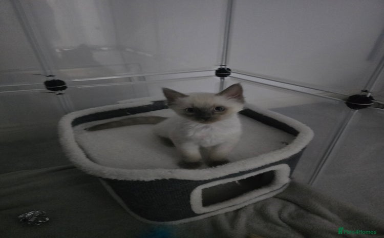 Ragdoll cats - Advert 1