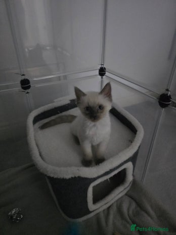 Ragdoll cats - Advert 1